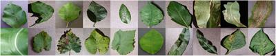 Plant disease detection model for edge computing devices
